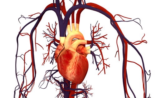 Sinh lý hệ Tuần hoàn - Sự lưu thông của máu qua các buồng tim